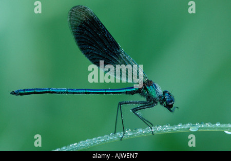 Blackwing gebändert / Agrion gebändert Stockfoto