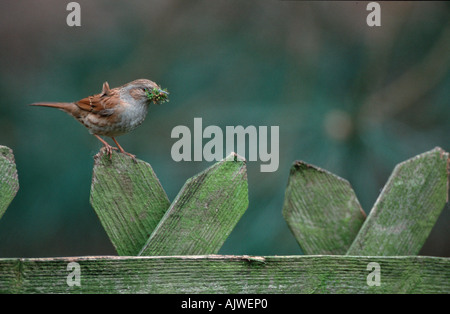 Heckenbraunelle / Hedge Sparrow Stockfoto