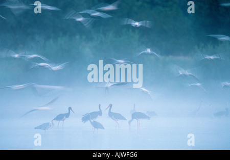 Vögel im Nebel Stockfoto