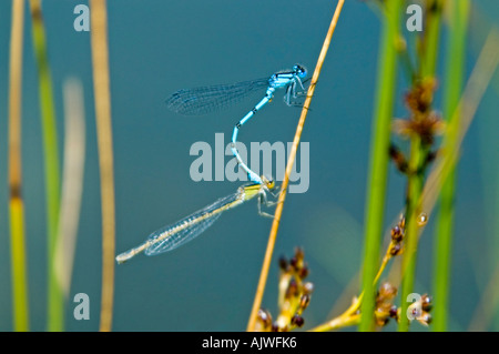 Horizontale Makro Nahaufnahme von Erwachsenen gemeinsame Libellen (Unterordnung Zygoptera) Paarung auf ein Rohr. Stockfoto