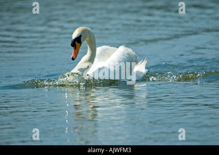 Horizontale Nahaufnahme von einer eleganten Höckerschwan Einschalten über das Wasser in die Position "Straßenmusik" an einem sonnigen Tag. Stockfoto
