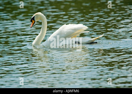 Horizontale Nahaufnahme von einer eleganten Höckerschwan Einschalten über das Wasser in die "Straßenmusik" Position an einem sonnigen Tag. Stockfoto