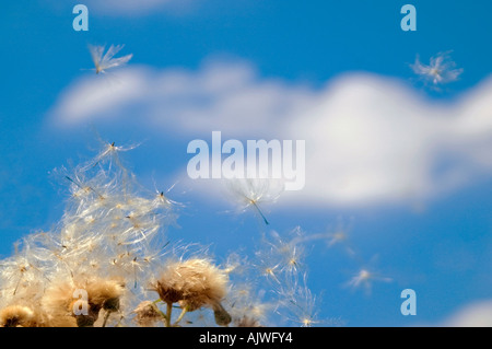 Horizontale Nahaufnahme von Thistledown, die flauschigen weißen Samen Distel entfernt in der Brise schweben. Stockfoto