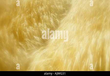Impressionistischen Blick auf einen Teil eines Feldes mit reif golden zwei Wintergersten Gerste oder Hordeum distichon Stockfoto