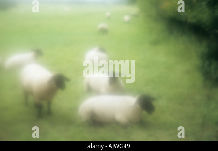 Impressionistische schwarz konfrontiert Schaf liegend und stehend auf einer Wiese in der Nähe von einer Hecke oder Wäldchen Stockfoto