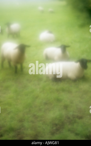 Impressionistische schwarz konfrontiert Schaf liegend und stehend auf einer Wiese in der Nähe von einer Hecke oder Wäldchen Stockfoto