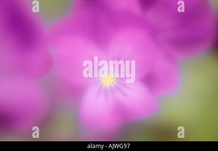 Klangschöne Nahaufnahme von lila Blüten der Stiefmütterchen oder Viola hybrida Stockfoto