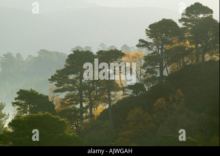 Caledonian Wald in Glen Affric, Inverness, Highland, Schottland, UK Stockfoto