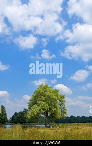 Vertikale Weitwinkel Landschaft mit Blick auf Stift Teiche in Richmond Park an einem sonnigen Tag. Stockfoto