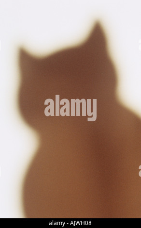 Schatten von einem Bonzen Kopf und Brust gegen eine weiße Wand Stockfoto
