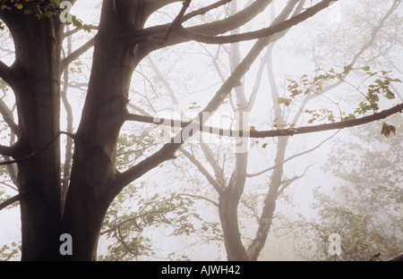 Detail von einem hohen Aussichtspunkt auf zwei herbstliche Ahorn oder großen Ahorn oder Flugzeug oder Acer Pseudoplatanus Bäume im Nebel Stockfoto