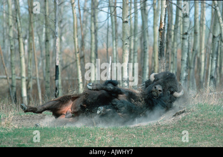 Amerikanischer Bison Stockfoto