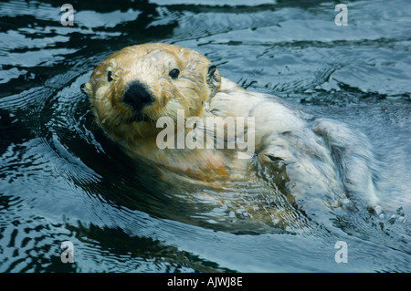 SEEOTTER (Enhydra Lutris) in Gefangenschaft Pazifikküste USA Stockfoto