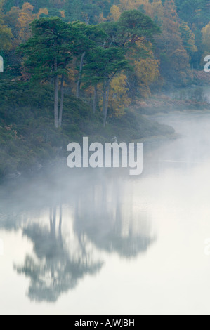 Föhren neben Loch Affric, Glen Affric, Inverness, Highland, Schottland, UK Stockfoto