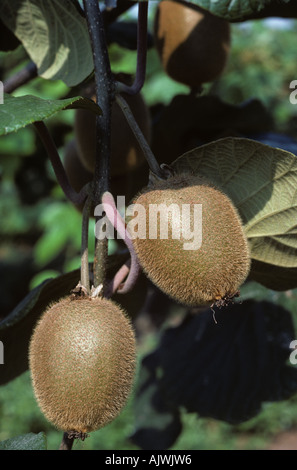 Kiwis am Rebstock Griechenland Stockfoto