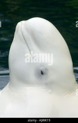 BELUGA-Wal (Delphinapterus Leucas) Porträt in Gefangenschaft, VANCOUVER AQUARIUM, Kanada Stockfoto