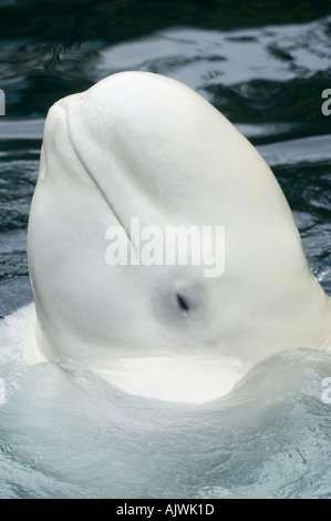 BELUGA-Wal (Delphinapterus Leucas) Porträt in Gefangenschaft, VANCOUVER AQUARIUM, Kanada Stockfoto