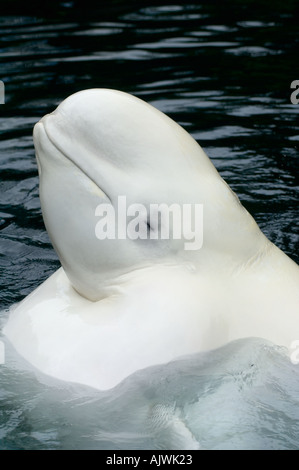 BELUGA-Wal (Delphinapterus Leucas) Porträt Captive VANCOUVER AQUARIUM Stockfoto