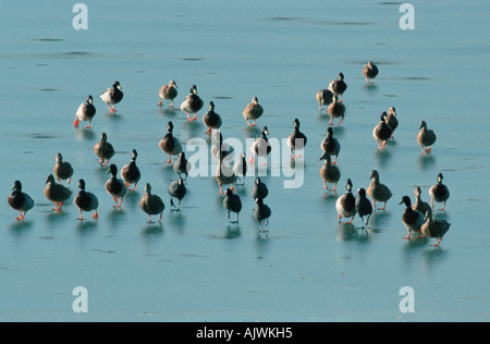 Stockenten und Blässhühner Stockfoto