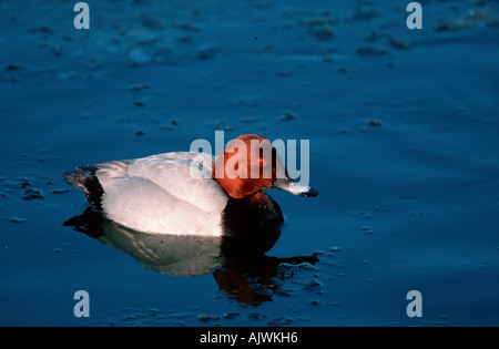 Tafelenten Stockfoto