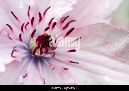 Clematis Hagley Hybrid Blüte Mitte Porträt Stockfoto