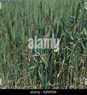 Gerste yellow Dwarf Virus BYDV Verfärbung des bärtigen Weizen flagleaves Stockfoto