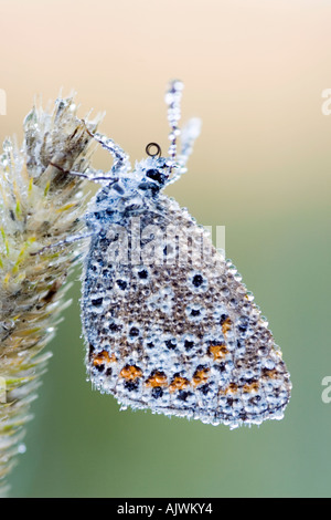 Polommatus Icarus. Gemeinsame blaue Schmetterling im frühen Morgentau in der englischen Landschaft bedeckt Stockfoto