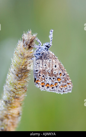 Polommatus Icarus. Gemeinsame blaue Schmetterling im frühen Morgentau in der englischen Landschaft bedeckt Stockfoto