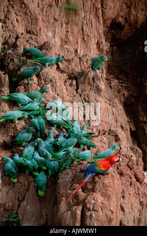 Mehlig Amazon Parrot / Scarlet Macaw Stockfoto