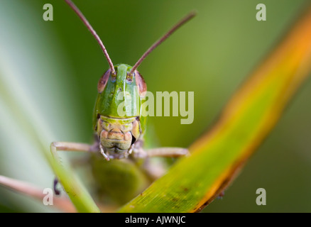 Chorthippus Parallelus. Nahaufnahme der Wiese Heuschrecke auf einem Rasen Stiel in der englischen Landschaft Stockfoto