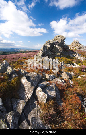 Stiperstones mit lila Heidekraut auf Sommer Tag blauer Himmel Sonnenschein in der Nähe von Bishops Castle in Shropshire Grenzen England UK Stockfoto