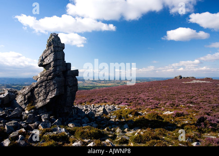 Stiperstones mit lila Heidekraut an Sommertag mit blauem Himmel und Sonnenschein Shropshire-England-UK-Vereinigtes Königreich-GB Stockfoto