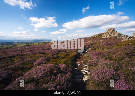 Die Stiperstones mit lila Heidekraut an Sommertag mit blauem Himmel und Sonnenschein Shropshire Stockfoto