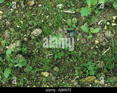 Verschiedenen breit rotblättrige Unkraut Sämlinge in Sämling Weidelgras Ley Schwellen- Stockfoto