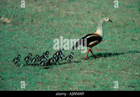 Orinoco Gans Stockfoto