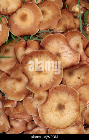 Luftaufnahme der wilden Pilze wachsen in einem dicht gepackten Büschel Stockfoto