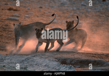 Afrikanischer Löwe Stockfoto