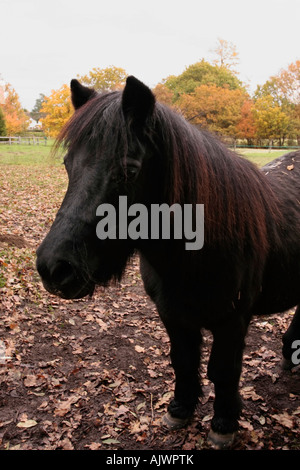 Ein freundliches Black Shetland Pony (Equus ferus caballus) im Feld im Herbst, Sussex, England, Großbritannien Stockfoto