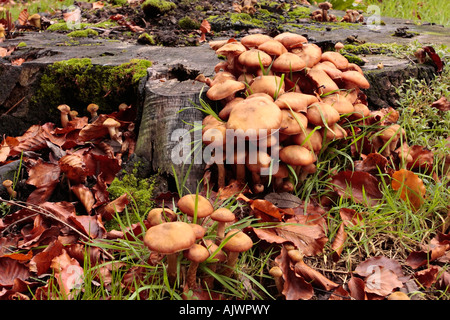 Pilze, die im Herbst auf verrottendem Baumstumpf im Wald von Sussex wachsen. GROSSBRITANNIEN Stockfoto