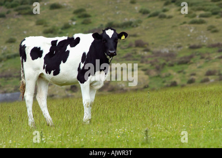 Fresian Kuh auf der Weide England UK Stockfoto