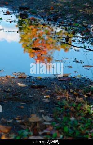 Vibrantly farbigen Laub im Herbst Herbstlaub spiegelt sich in einer Pfütze Wasser Textfreiraum Stockfoto
