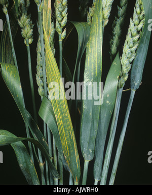 Chloris und Striping auf Weizen lässt Symptome von Magnesiummangel Stockfoto