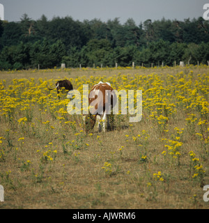 Ragwort Extensa vulgaris Blüte in einer Weide Weiden von Vieh, Stockfoto