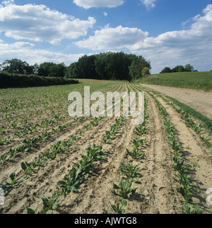 Ein Feld der jungen Chicorée Ernte Belgien Stockfoto