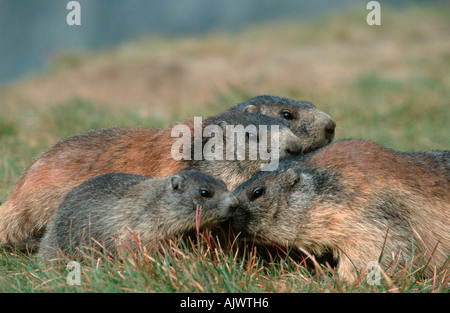 Alpine Marmot Stockfoto