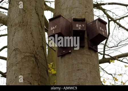 Fledermauskästen an Rotbuchen im Naturschutzgebiet befestigt Stockfoto