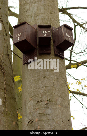 Fledermauskästen an Rotbuchen im Naturschutzgebiet befestigt Stockfoto