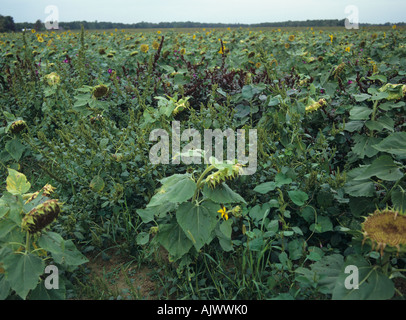 Fuchsschwanz Amaranthus sp zwei Unkrautarten eine Woche seeding Sonnenblume Ernte USA Stockfoto