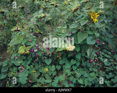 Prunkwinde (Ipomoea Purpurea) blühenden Unkräutern in einem Feld von Sonnenblumen Stockfoto