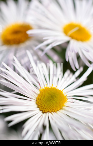"White Daisy" Livingstone Daisy Flower Head hautnah. Stockfoto